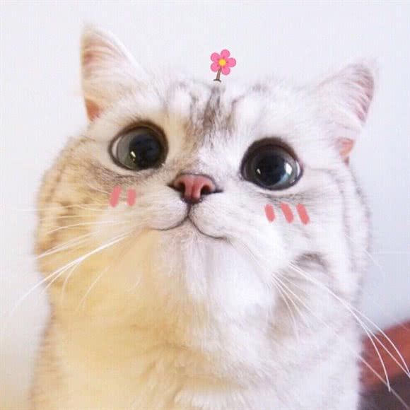 月见台的猫:六安市金安区正阳路附近