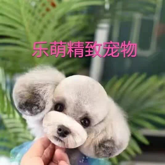 乐萌宠物:北京城区大兴区黄村附近