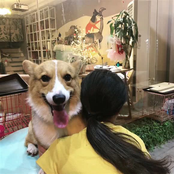 萌兽出没 宠物店:六安市裕安区鼓楼新天地附近