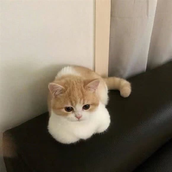 雅朵猫咖:六安市裕安区云路街附近