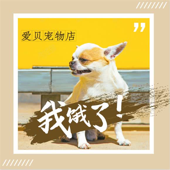 爱贝宠物:六安市裕安区周谷堆市场附近