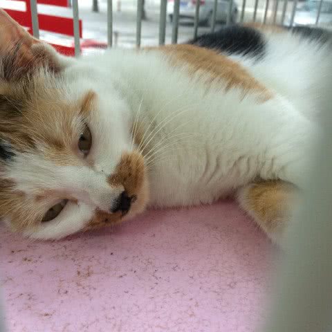 北方犬业:福州市台江区宝龙万象城附近