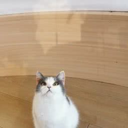 MUCAT猫咪生活馆:福州市台江区中亭街附近