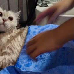 猫南北·猫舍:福州市台江区时代名城/文化宫附近
