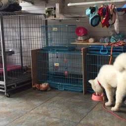 狗出没:福州市仓山区三叉街附近