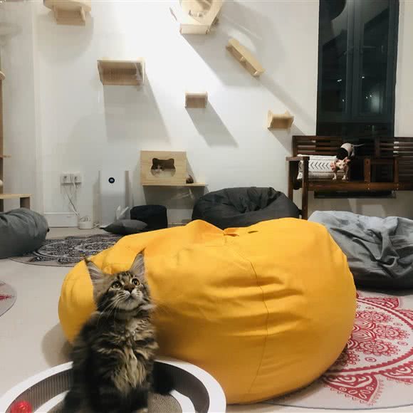 AllCat全是猫·猫咪生活馆:福州市仓山区金山公园/建新路附近