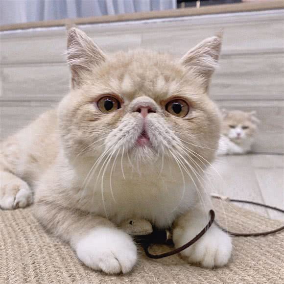 胖纠猫咖·猫舍:福州市仓山区仓山万达广场附近