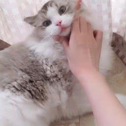 cocohouse布偶猫舍:北京城区大兴区黄村附近