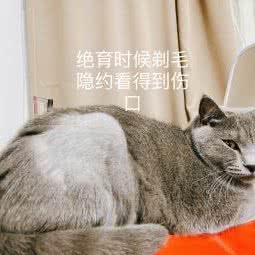 瑞康宠物诊所:福州市晋安区五四北泰禾附近