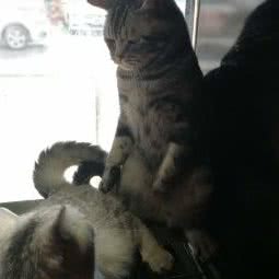 淘狗无忧猫舍狗舍旗舰店(望京店):北京城区朝阳区望京附近