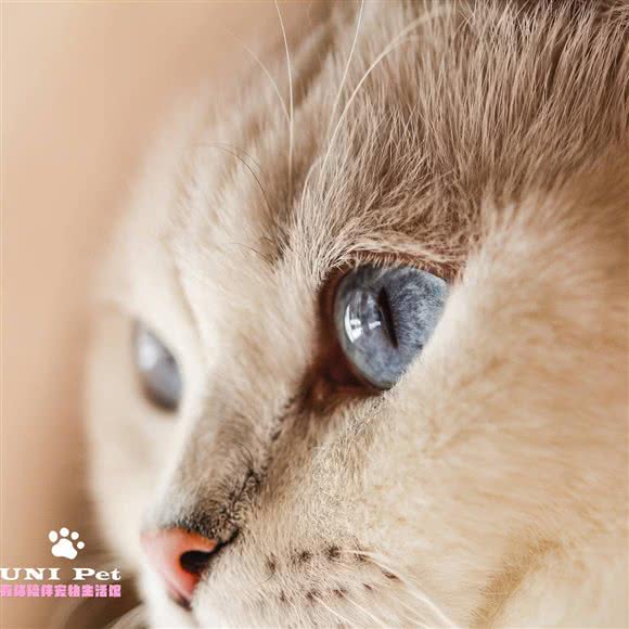Uni Pet 宠物生活馆:厦门市思明区禾祥西路沿线附近