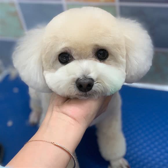 阿卷的狗狗(明发商业广场店):厦门市思明区莲坂/明发商业广场附近
