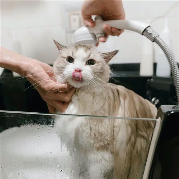 猫着·猫咪服务工作室(宝龙一城店):厦门市思明区软件园附近
