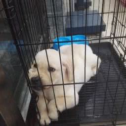 壹家犬舍狗博士(明发商业广场店):厦门市思明区火车站附近