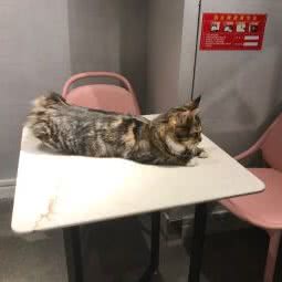 Meow Chat?猫叫:厦门市思明区文灶附近