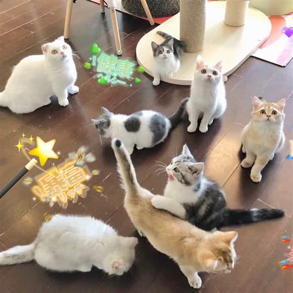 辛巴猫屋Simbacat猫舍:北京城区朝阳区望京附近