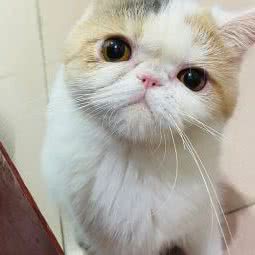 羽柴の宠物屋(马垅店):厦门市湖里区殿前附近