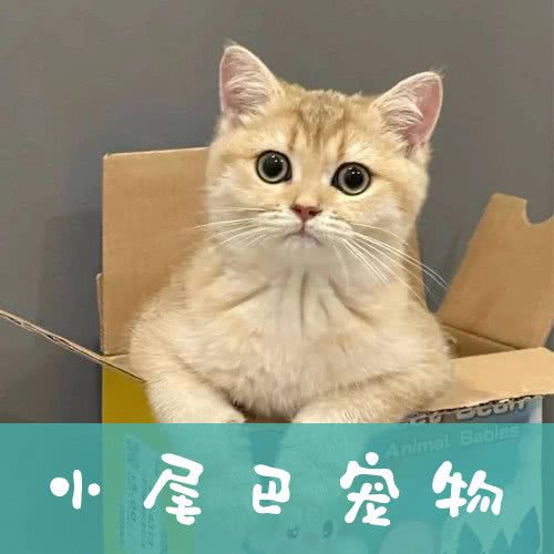 小尾巴宠物店:厦门市湖里区枋湖附近