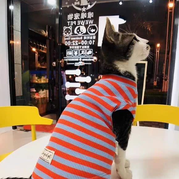 唯唯宠物WEWE PET:厦门市湖里区金尚/祥店附近