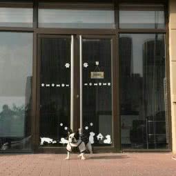 派多格狗狗:北京城区大兴区庞各庄附近