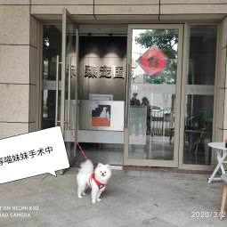 臻宠国际:厦门市湖里区金山/蔡塘附近