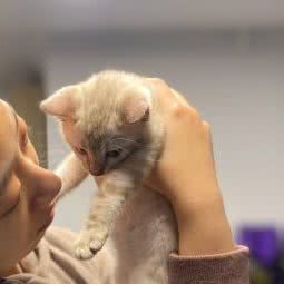 开心豹猫:厦门市湖里区金山/蔡塘附近