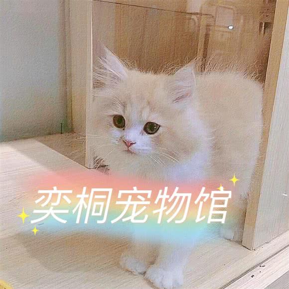 奕桐宠物馆:厦门市集美区大学康城/杏林湾附近