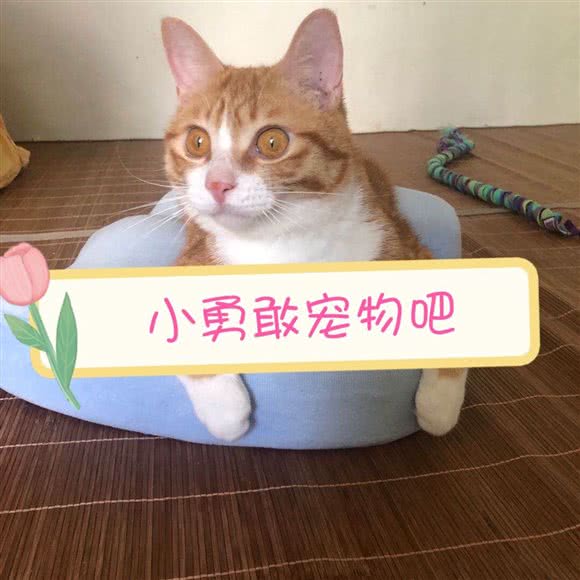 小勇敢宠物吧:厦门市集美区灌口/凤泉广场附近