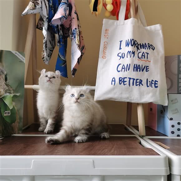 卷耳西里猫咪服务部(万科云城店):厦门市集美区云城万科里/世茂广场附近