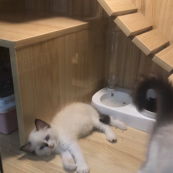 迷宠宠物会所(鸳鸯池店):泉州市石狮市湖滨街道附近