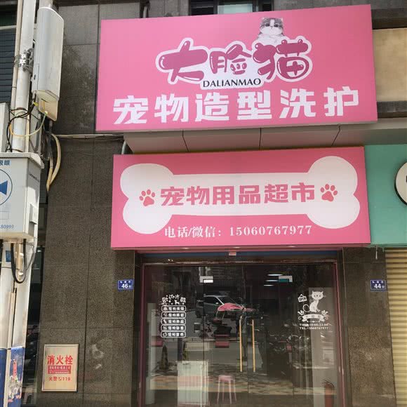 大脸猫宠物造型:泉州市南安市水头镇附近