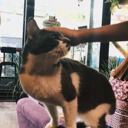 饭团萌宠屋(中山路店):龙岩市新罗区中山路步行街附近