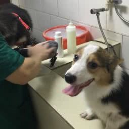 小邱宠物诊所:龙岩市新罗区溪南附近