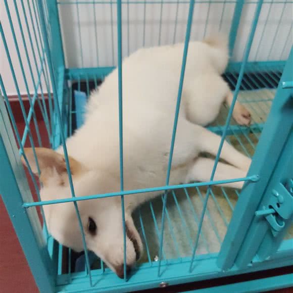 维多利亚宠物生活馆:南昌市西湖区广润门附近