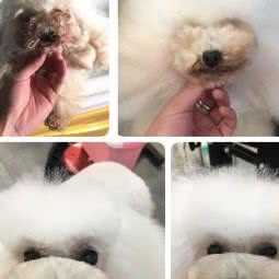 宠道宠物造型工作室:南昌市青云谱区洪都附近