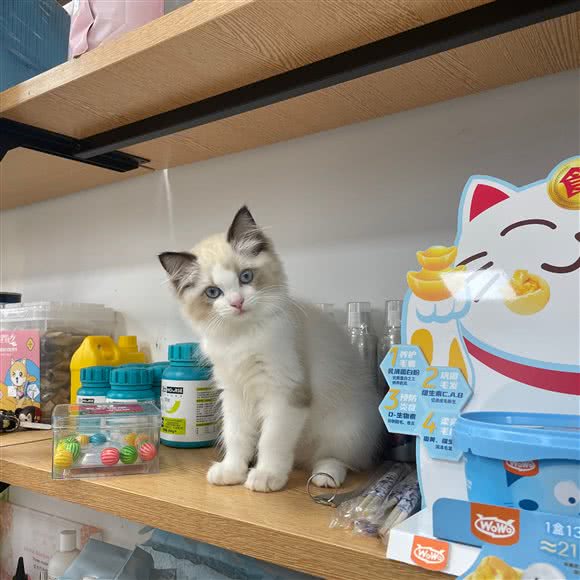 精致宠物(英伦联邦店):南昌市青山湖区昌北经济开发区附近