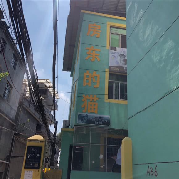 房东的猫宠物店:南昌市青山湖区下罗附近