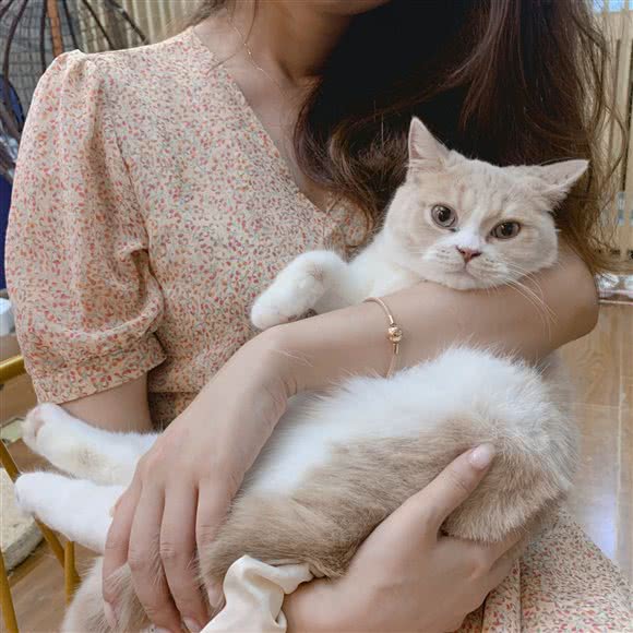喵屋猫咖·家庭繁育:南昌市青山湖区上海路附近