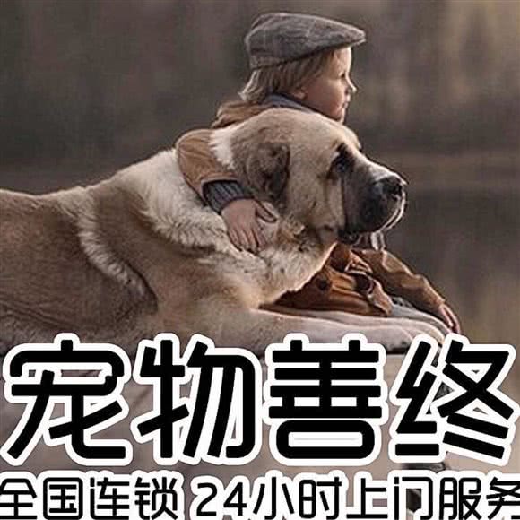 乐善宠物骨灰殡葬:南昌市红谷滩区会展路附近