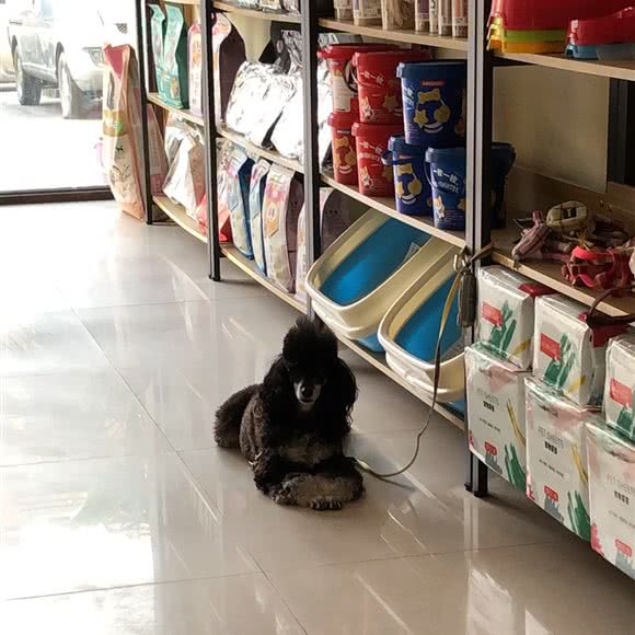 DOGSHOW(莲塘店):南昌市南昌县南昌县附近
