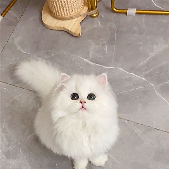 御猫猫咖:南昌市南昌县南昌县附近