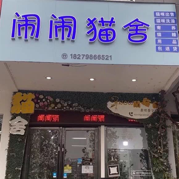 闹闹猫舍:景德镇市珠山区老陶院附近