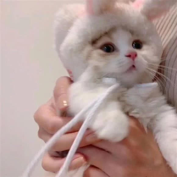 小宠当家·猫舍犬舍:九江市浔阳区九江快乐城附近