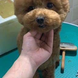 撩宠宠物生活馆:赣州市章贡区卫府里附近