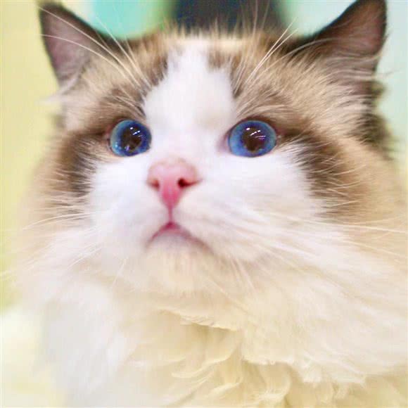 Meet cats 遇见猫猫咖宠物店(抚州店):抚州市临川区硕果时代附近
