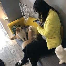 MR CAT猫先生猫舍:济南市历下区高新会展中心附近