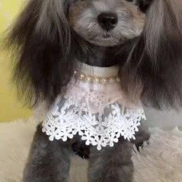 Magic dog宠物工作室:济南市市中区领秀城贵和购物中心附近