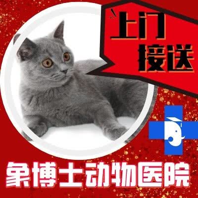 象博士宠物医院(和谐分院):济南市槐荫区和谐广场附近
