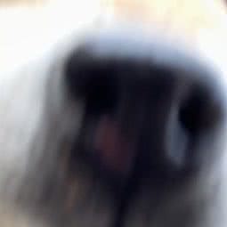 江户柴犬基地:济南市槐荫区省肿瘤医院附近