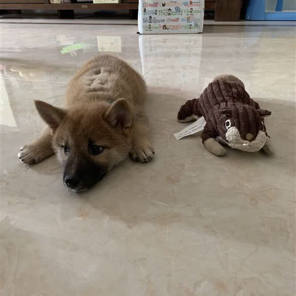 财运到日本柴犬犬舍:济南市槐荫区省肿瘤医院附近